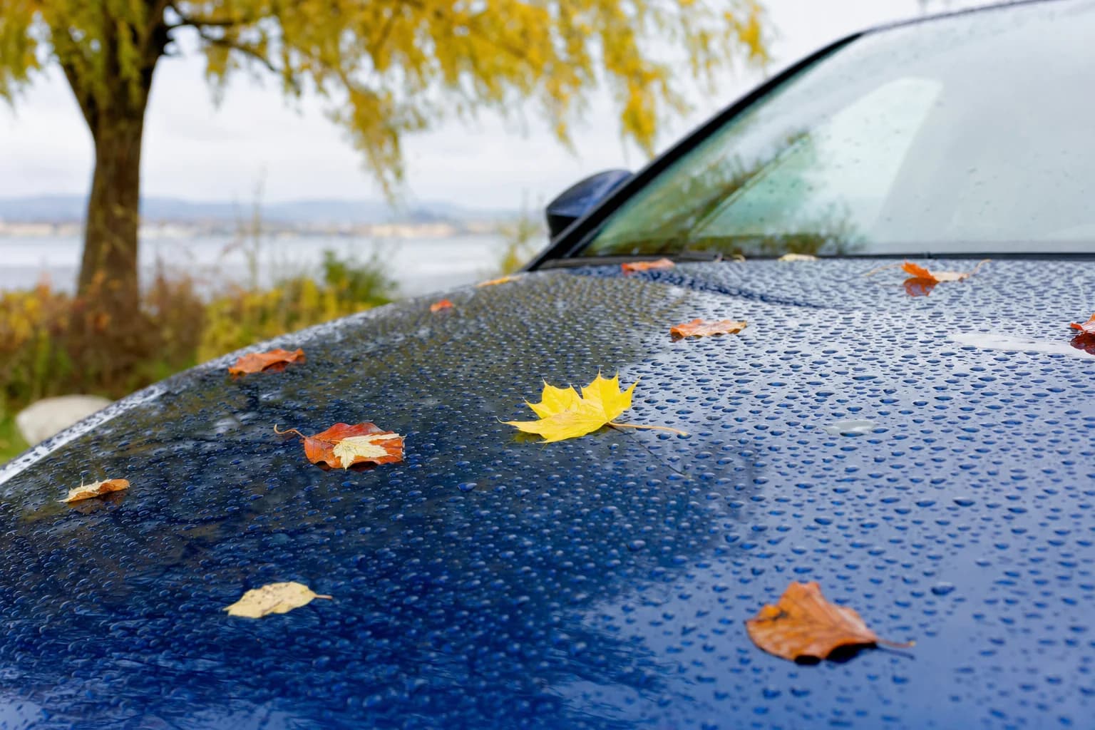 Glänzender Autolack mit Wassertropfen und Herbstlaub